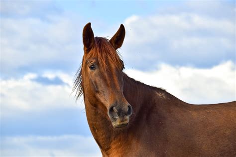 cumming inside horse|Understanding the Risks of “Cumming Inside Horse” Searches